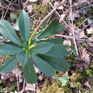 Photographie n°2551040 du taxon Daphne laureola L.