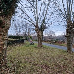 Photographie n°2551052 du taxon Platanus x hispanica Mill. ex Münchh. [1770]