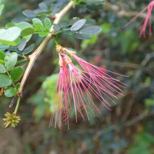 Photographie n°2551150 du taxon Calliandra purpurea (L.) Benth.