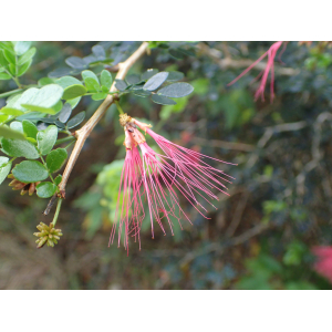 Calliandra slaneae R.A. Howard (Bwa patat)