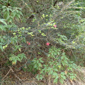  - Calliandra purpurea (L.) Benth.