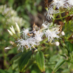 Photographie n°2551155 du taxon Chromolaena odorata (L.) R.M.King & H.Rob.