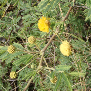 Photographie n°2551162 du taxon Vachellia nilotica (L.) P.J.H.Hurter & Mabb.