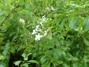 Sylvain Piry, le 14 janvier 2023 (Sainte-Anne (Martinique, Sainte-Anne, Anse Trabaud, mangrove (4 m)))