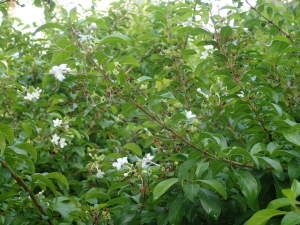 Sylvain Piry, le 14 janvier 2023 (Sainte-Anne (Martinique, Sainte-Anne, Anse Trabaud, mangrove (4 m)))