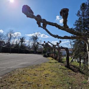 Photographie n°2551212 du taxon Platanus x hispanica Mill. ex Münchh. [1770]