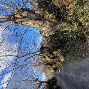 Photographie n°2551215 du taxon Platanus x hispanica Mill. ex Münchh. [1770]