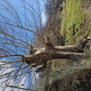 Photographie n°2551217 du taxon Platanus x hispanica Mill. ex Münchh. [1770]