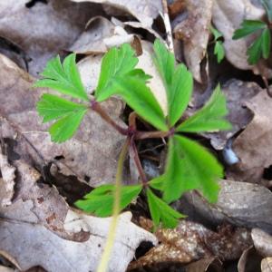 Photographie n°2551300 du taxon Anemone nemorosa L. [1753]