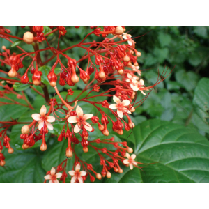 Clerodendrum paniculatum L. (Couronne de mariée)