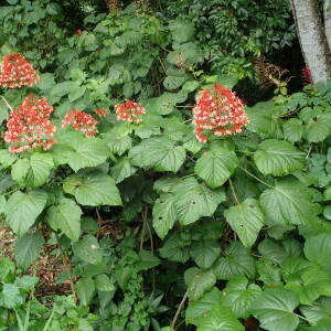  - Clerodendrum paniculatum L.