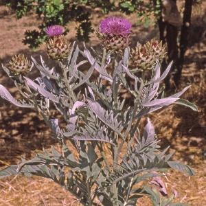 Photographie n°2551446 du taxon Cynara scolymus L. [1753]