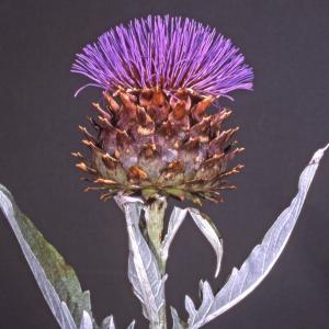 Photographie n°2551447 du taxon Cynara scolymus L. [1753]