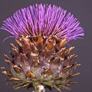 Photographie n°2551448 du taxon Cynara scolymus L. [1753]