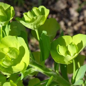 Photographie n°2551454 du taxon Euphorbia amygdaloides L. [1753]