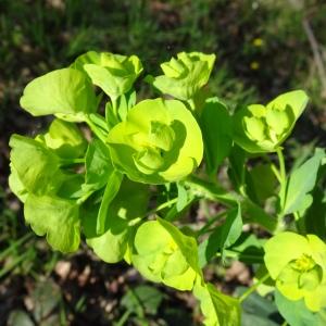 Photographie n°2551455 du taxon Euphorbia amygdaloides L. [1753]