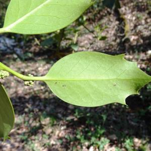 Photographie n°2551459 du taxon Ilex aquifolium L.