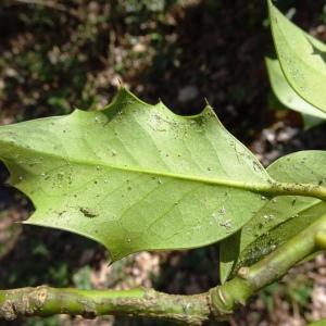 Photographie n°2551463 du taxon Ilex aquifolium L.