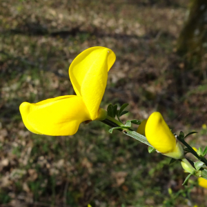 Photographie n°2551465 du taxon Cytisus scoparius (L.) Link [1822]