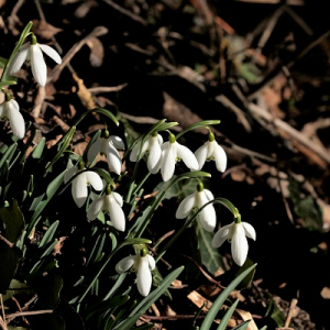 Photographie n°2551497 du taxon Galanthus nivalis L. [1753]