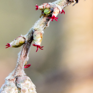 Photographie n°2551566 du taxon Corylus avellana L.