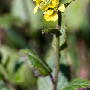 Photographie n°2551605 du taxon Sinapis arvensis L. [1753]