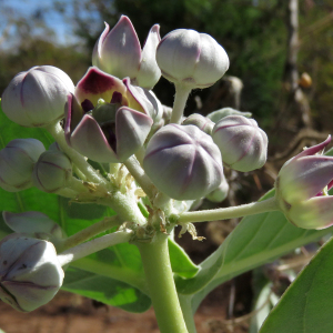 Photographie n°2551626 du taxon Calotropis procera (Aiton) W.T. Aiton