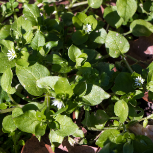 Photographie n°2551734 du taxon Stellaria media (L.) Vill.