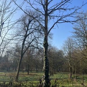 Photographie n°2551740 du taxon Tilia europaea subsp. parvifolia Ehrh.