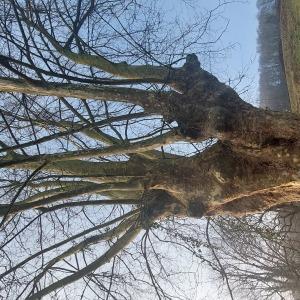 Photographie n°2551900 du taxon Platanus x hispanica Mill. ex Münchh. [1770]