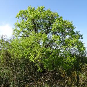 Photographie n°2552036 du taxon Acer monspessulanum L. [1753]