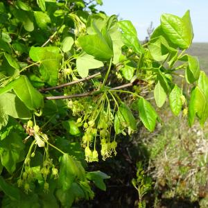 Photographie n°2552037 du taxon Acer monspessulanum L. [1753]