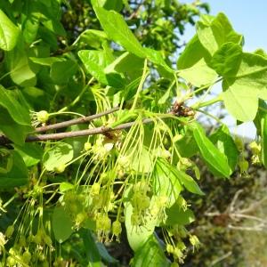 Photographie n°2552038 du taxon Acer monspessulanum L. [1753]