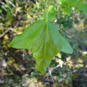 Photographie n°2552039 du taxon Acer monspessulanum L. [1753]