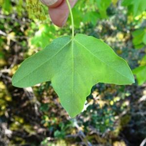 Photographie n°2552040 du taxon Acer monspessulanum L. [1753]