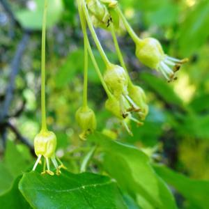Photographie n°2552041 du taxon Acer monspessulanum L. [1753]