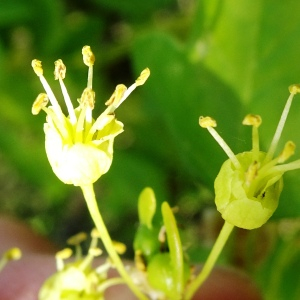 Photographie n°2552042 du taxon Acer monspessulanum L. [1753]