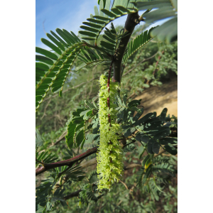 Prosopis juliflora (Sw.) DC.