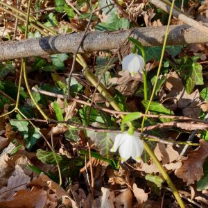 Photographie n°2552177 du taxon Leucojum vernum L.