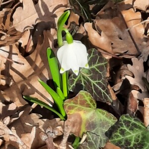 Photographie n°2552178 du taxon Leucojum vernum L.