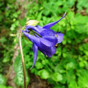 Photographie n°2552200 du taxon Aquilegia vulgaris L. [1753]