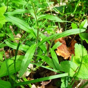 Photographie n°2552203 du taxon Buglossoides purpurocaerulea (L.) I.M.Johnst.
