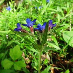 Photographie n°2552204 du taxon Buglossoides purpurocaerulea (L.) I.M.Johnst.
