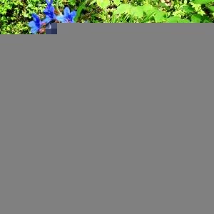 Photographie n°2552205 du taxon Buglossoides purpurocaerulea (L.) I.M.Johnst.