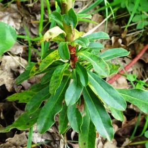 Photographie n°2552212 du taxon Euphorbia amygdaloides L.