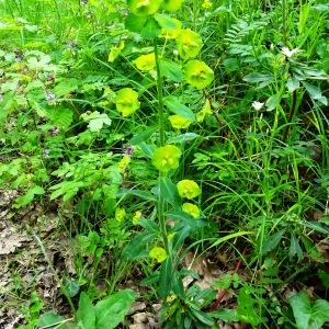 Photographie n°2552214 du taxon Euphorbia amygdaloides L.