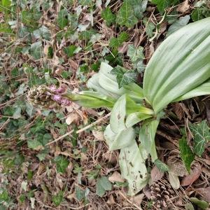 Photographie n°2552216 du taxon Himantoglossum robertianum (Loisel.) P.Delforge