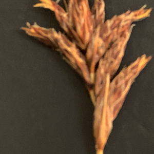 Photographie n°2552230 du taxon Carex divisa Huds. [1762]