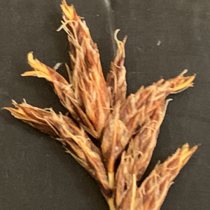 Photographie n°2552231 du taxon Carex divisa Huds. [1762]