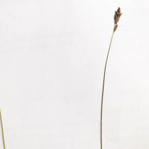 Photographie n°2552232 du taxon Carex divisa Huds. [1762]